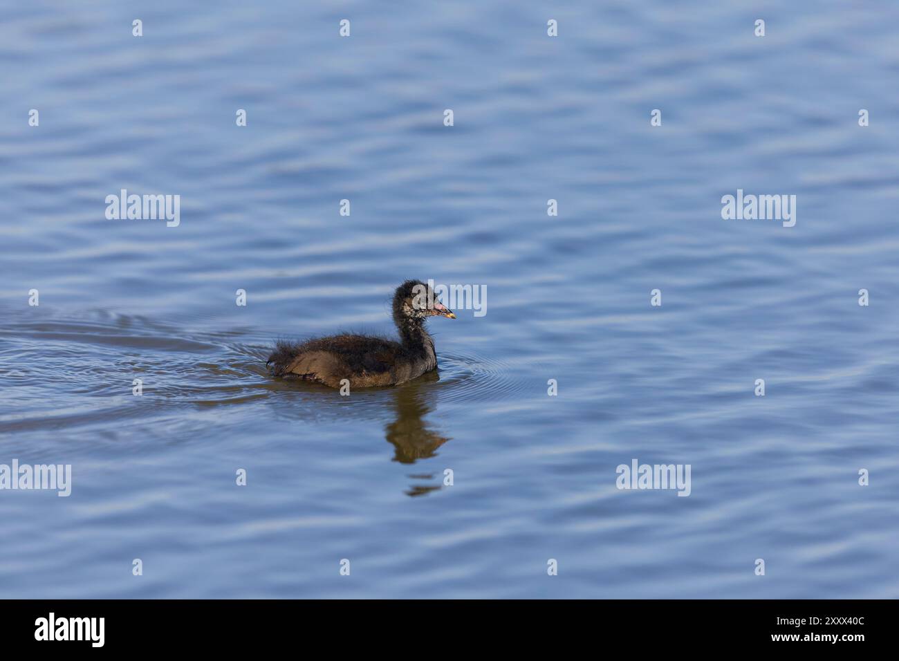 Moorhen Gallinula chloropus, Küken schwimmen, Suffolk, England, August Stockfoto