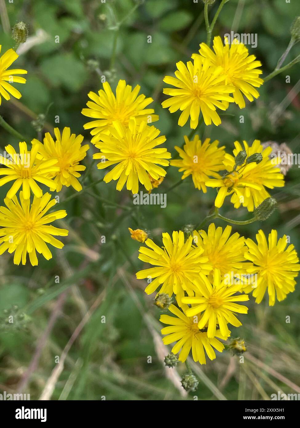 GLATTE HAWKSBEARD Crepis capillaris. Foto: Tony bGale Stockfoto