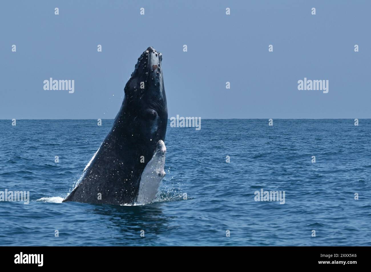 Springender Buckelwal in puerto lopez ecuador Stockfoto