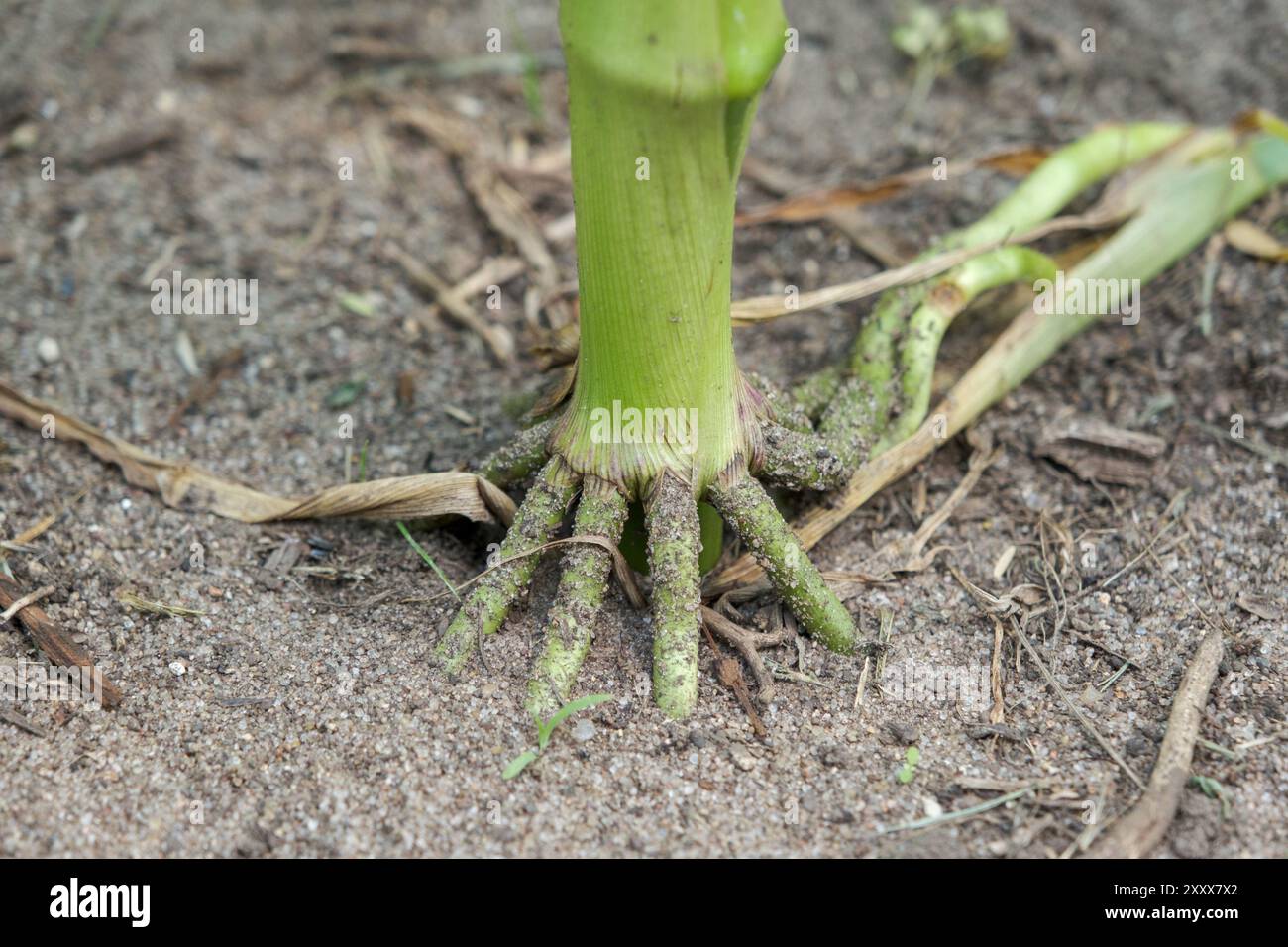 Knotenwurzeln eines Maisstiels im Boden. Stockfoto