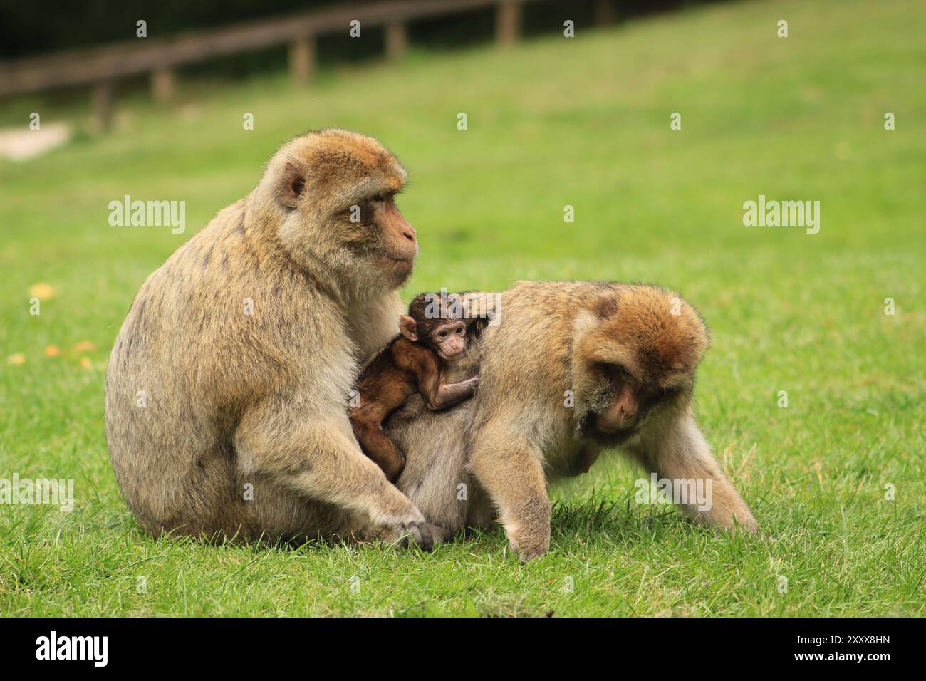 Barbarenmakaken mit einem Baby Stockfoto