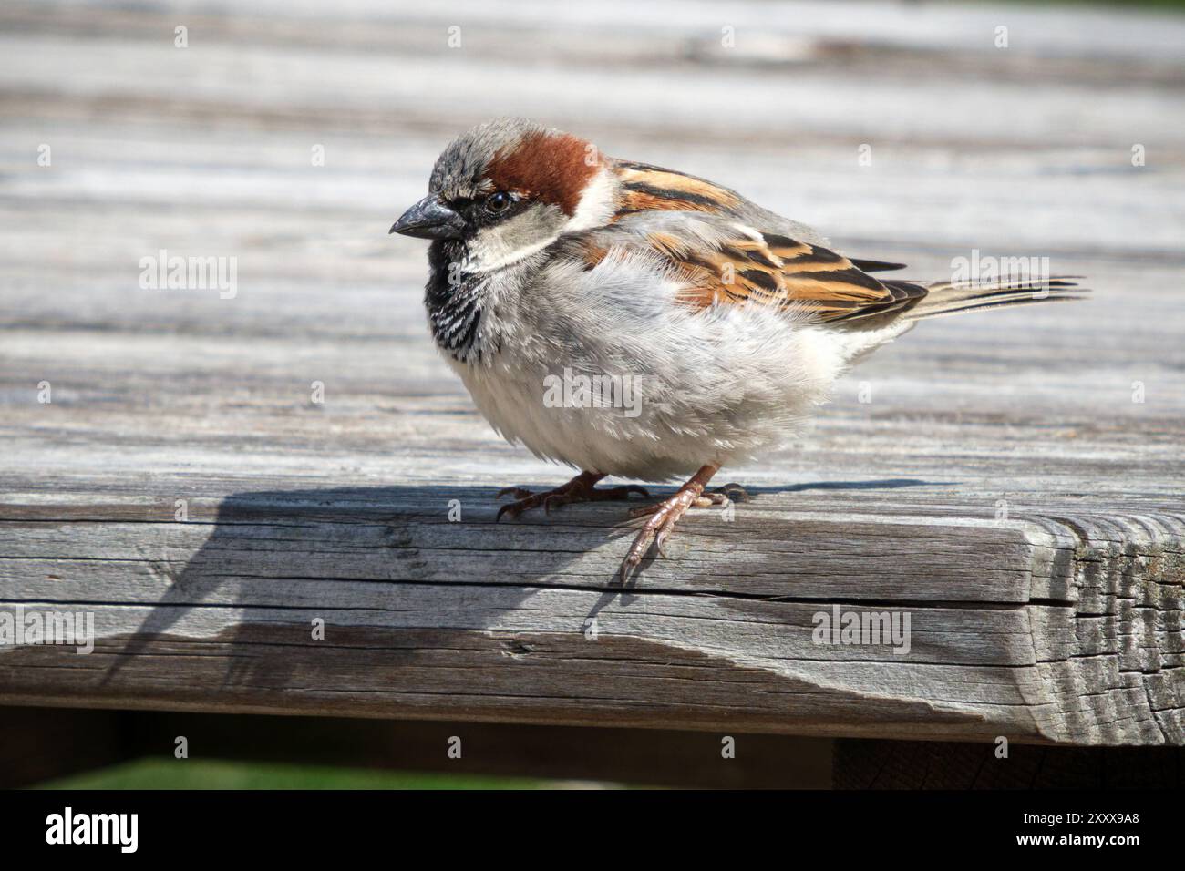 Hausspatzen aus Nahaufnahme, die auf einem Picknicktisch sitzen Stockfoto
