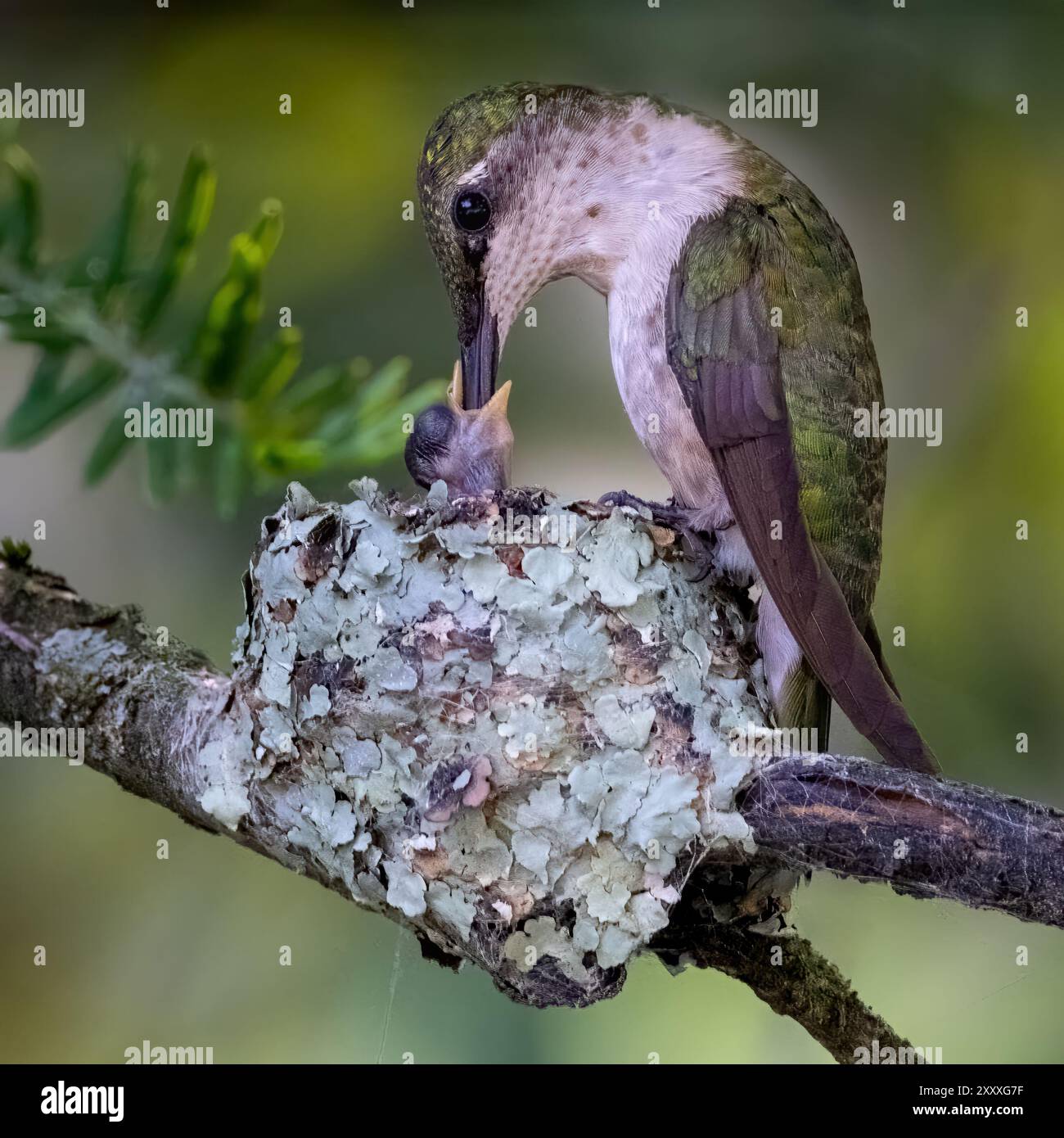 Ein Kolibri füttert sein Küken, während er auf einem mit Flechten getarnten Nest sitzt. Der Hintergrund ist ein sanftes Grün, was darauf hindeutet, dass es in einem nat ist Stockfoto