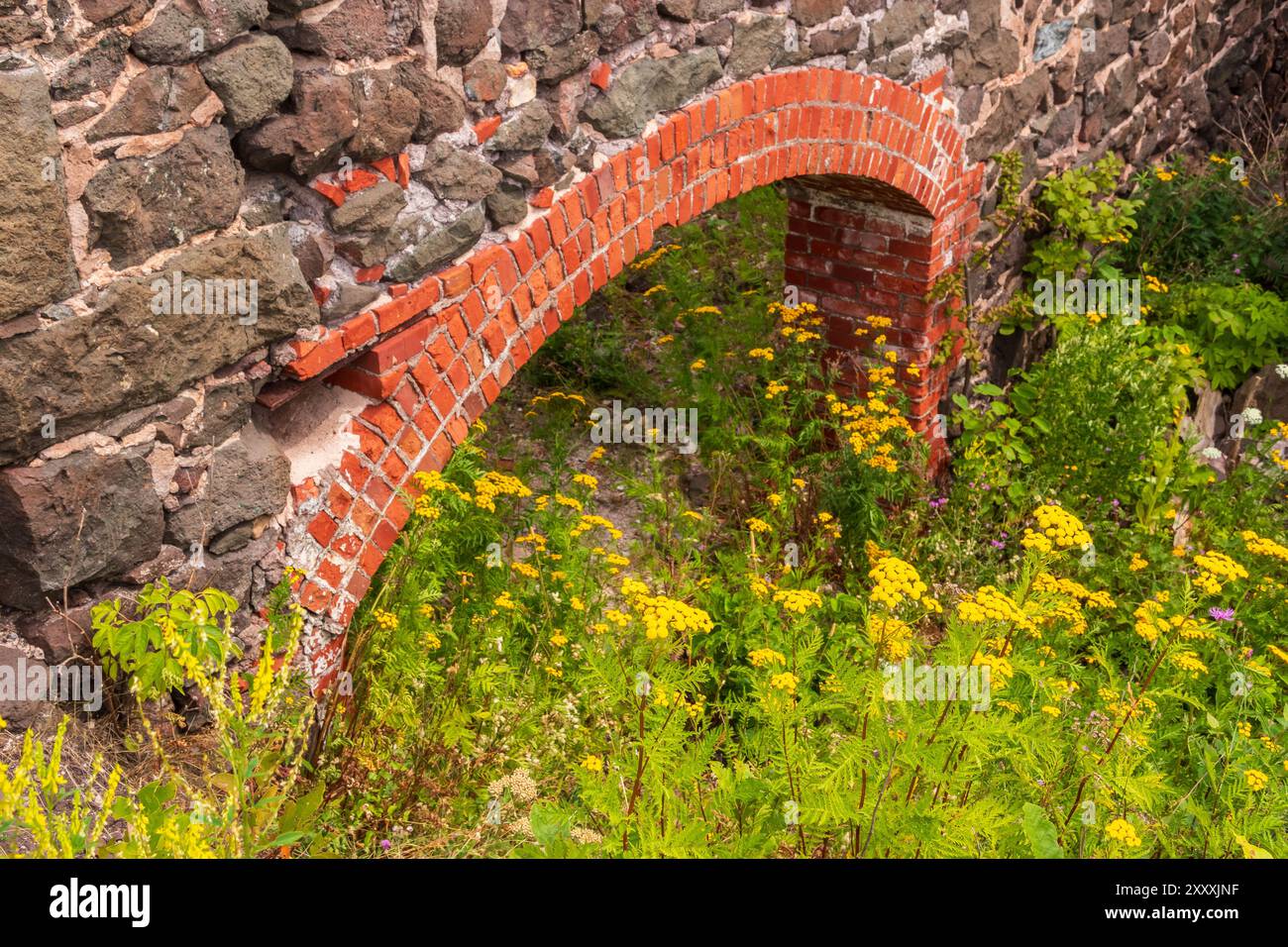 Ruinen eines alten Minengebäudes zwischen gelben Blumen. Stockfoto