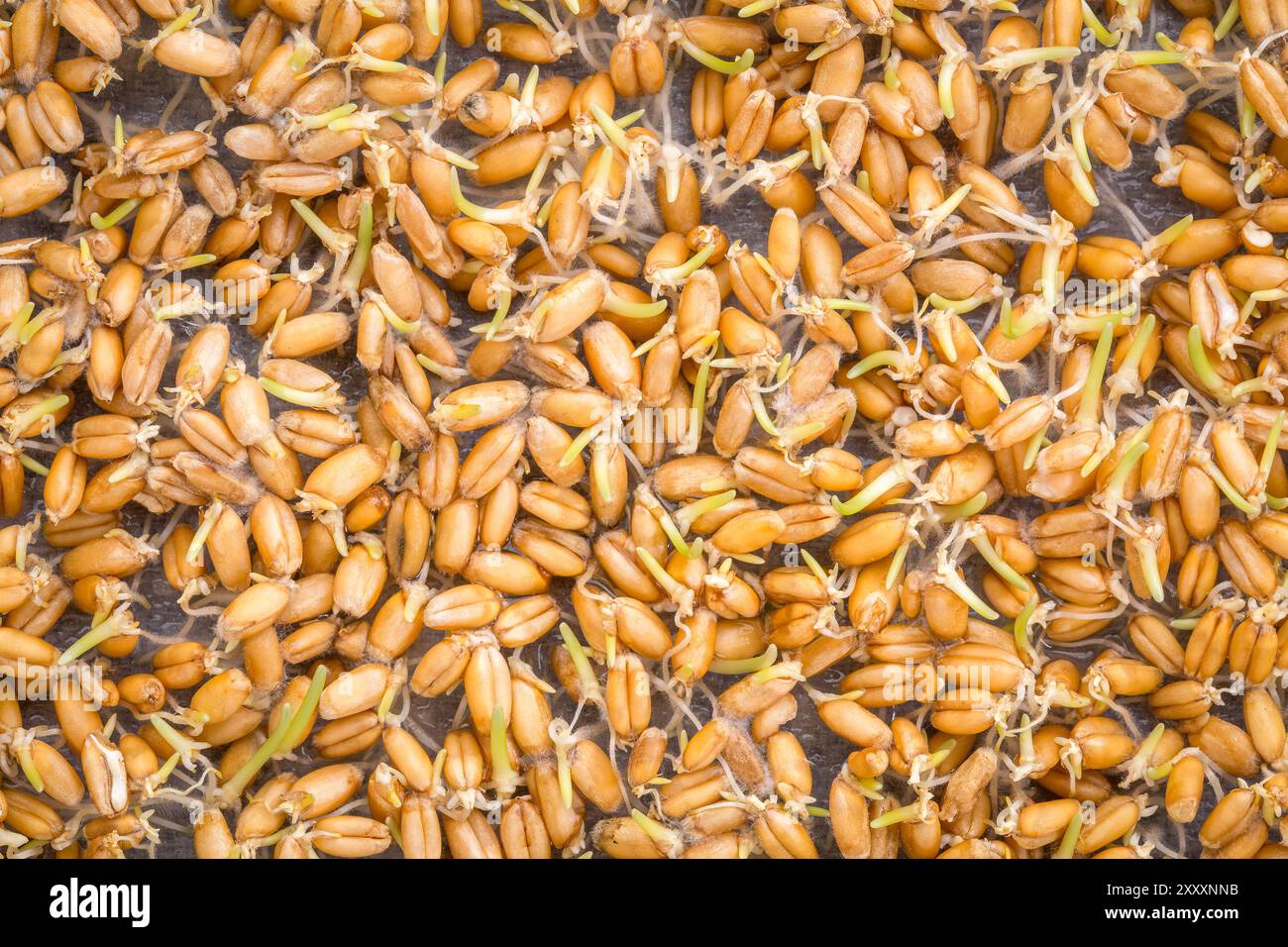 Hintergrund des Austriebs Weizenkorn (rot harten Winter Weizen) Stockfoto