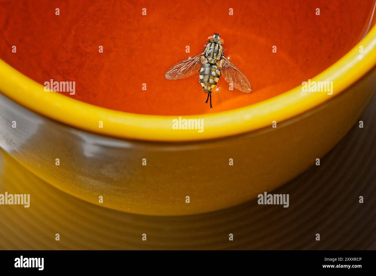 Achtung, Fliege in der Tasse. Eine Fliege ist im Tee gelandet. München Bayern Deutschland *** Achtung , Fliege im Becher Eine Fliege ist im Tee gelandet München Bayern Deutschland Copyright: XRolfxPossx Stockfoto