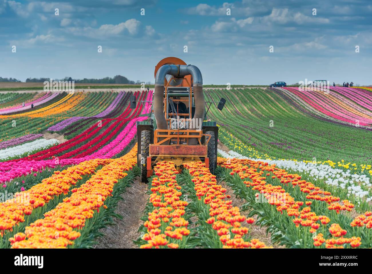 Tulpenerntemaschine, buntes Tulpenfeld mit verschiedenfarbigen Tulpenreihen, Tulpenanbau bei Jülich, Deutschland Stockfoto