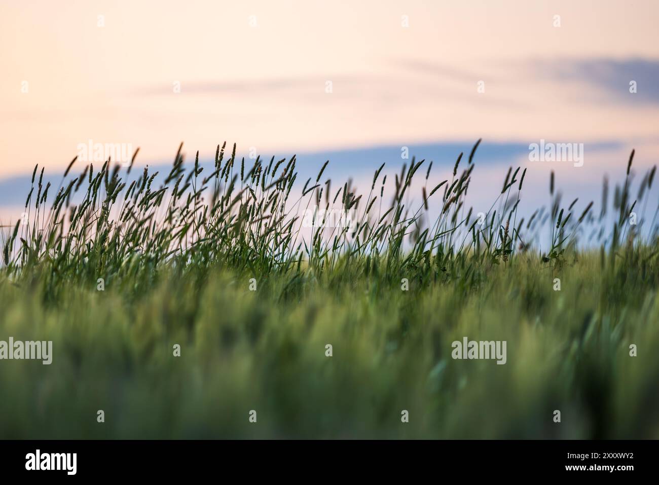 Grasfeld im Wind in Glendale, Arizona, USA Stockfoto
