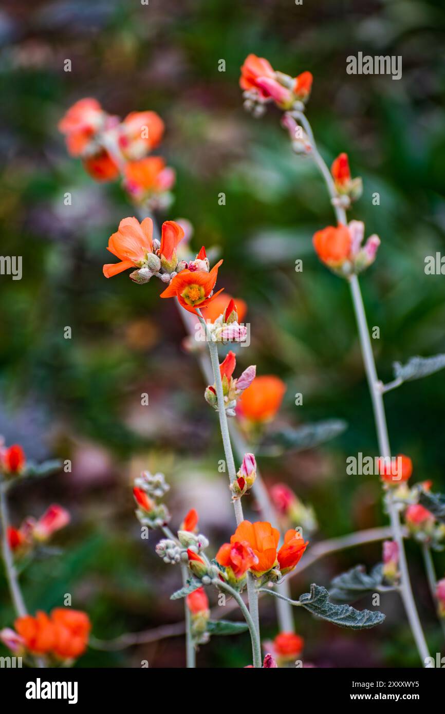 Nahaufnahme mit geringer Tiefe des Feldes einiger Äste der Desert Globemallow orange Blumen im White Tank Mountain Regional Park. Stockfoto