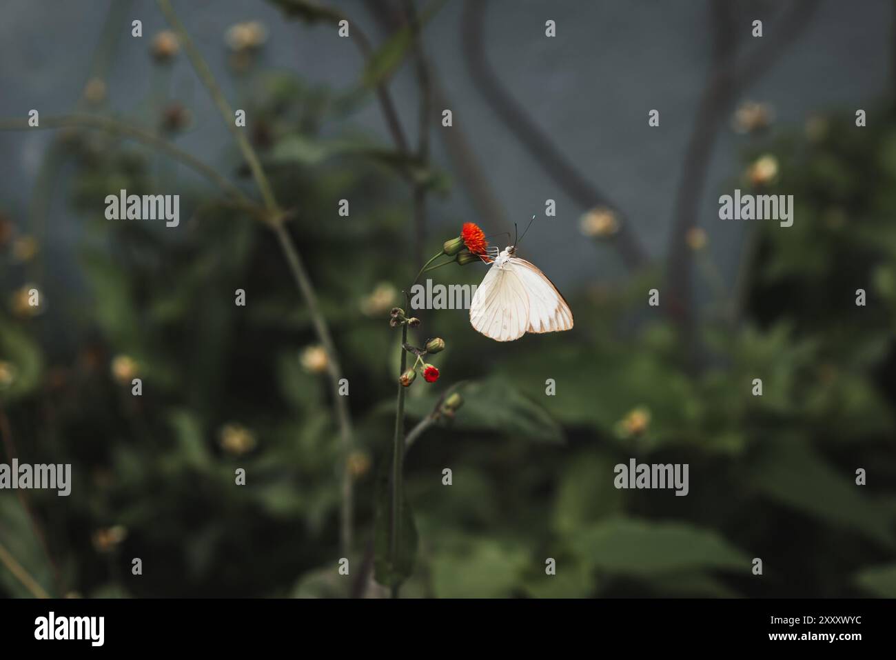 Weißer Schmetterling bestäubt eine rote Miniaturblume im Garten Stockfoto