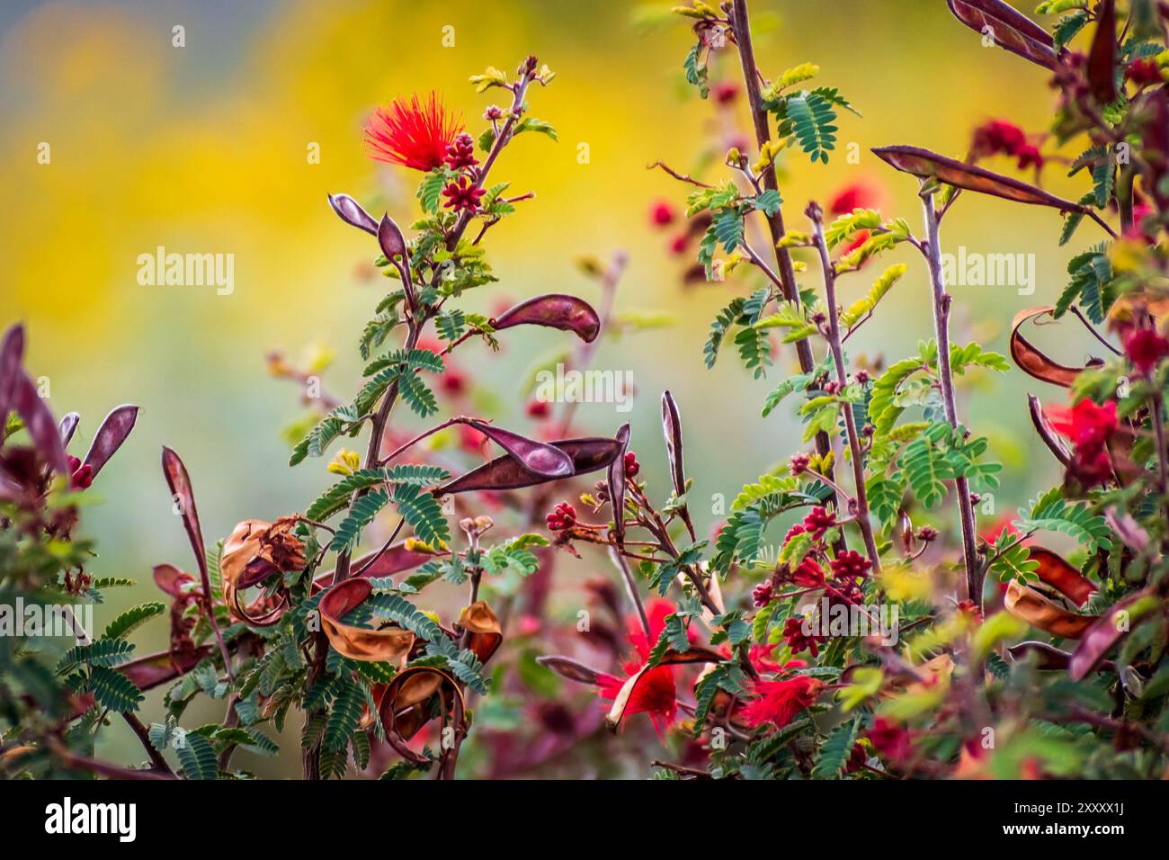 Farbfoto von hellroten Feenstauben, Calliandra eriophylla, vor einem farbenfrohen Hintergrund im White Tank Mountain Regional Park in Arizona. Stockfoto