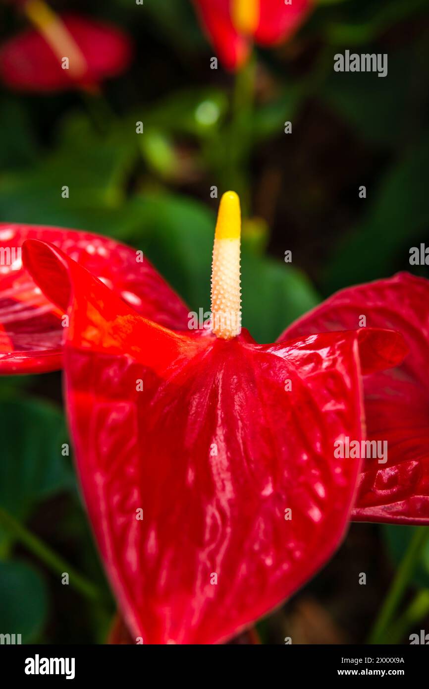 Blühende, leuchtend rote Blume, Anthurium Andraeanum, Anthurium Red Victory, mit üppig grünen Blättern in einem brasilianischen Garten Stockfoto