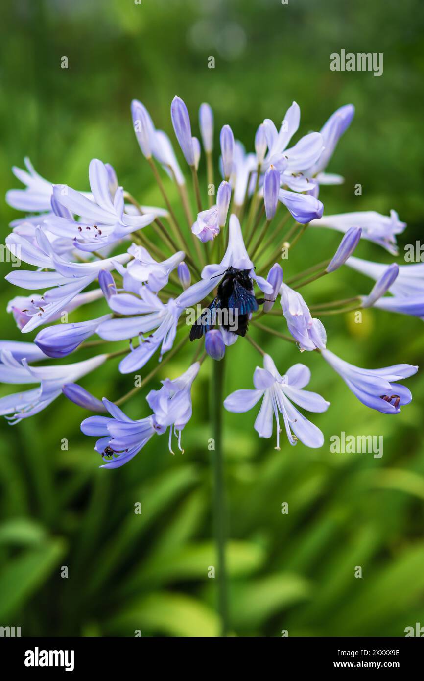 Vertikales Bild einer großen schwarzen tropischen Tischlerbiene, Xylocopa latipes, bestäubende afrikanische Lilienblüten, Agapanthus africanus in einem tropischen Garten. Stockfoto