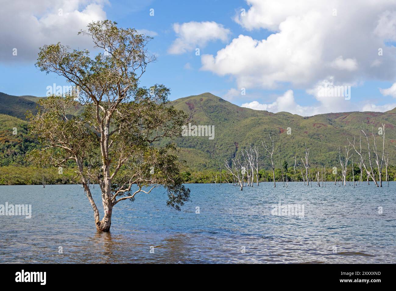 Yate Lake, Blue River Provincial Park Stockfoto