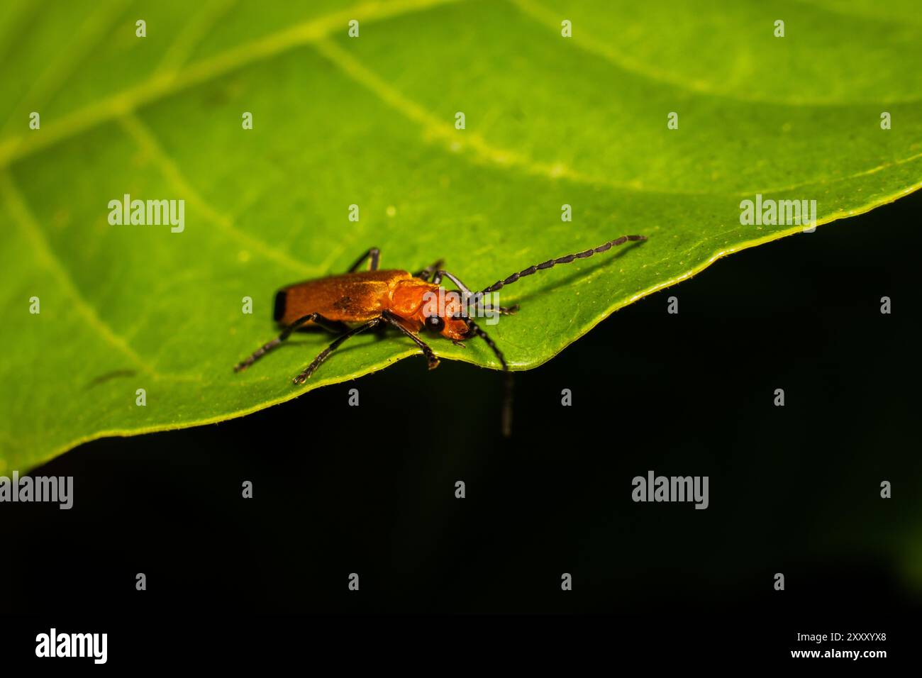 Makrofoto eines kleinen Bugs in hoher Detailtiefe. Nahaufnahme von Insekten auf Blättern. Makrofoto von Longhornkäfern oder Stictoleptura in hoher Auflösung Stockfoto