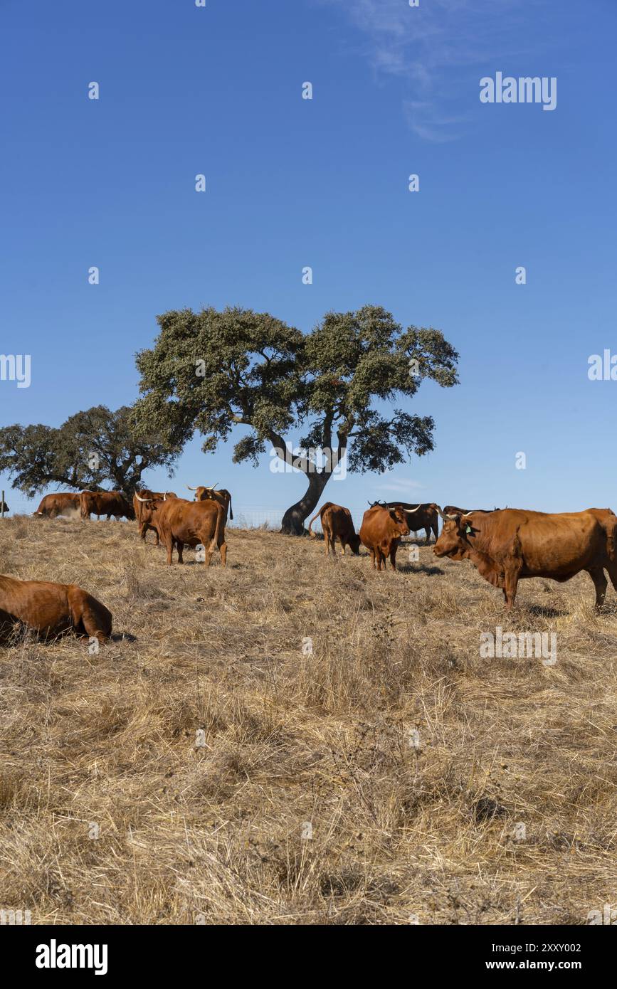 Braune Kühe auf einem ländlichen braunen trockenen Feld mit Korkeichen an einem Sommerhimmel, in Alentejo Stockfoto