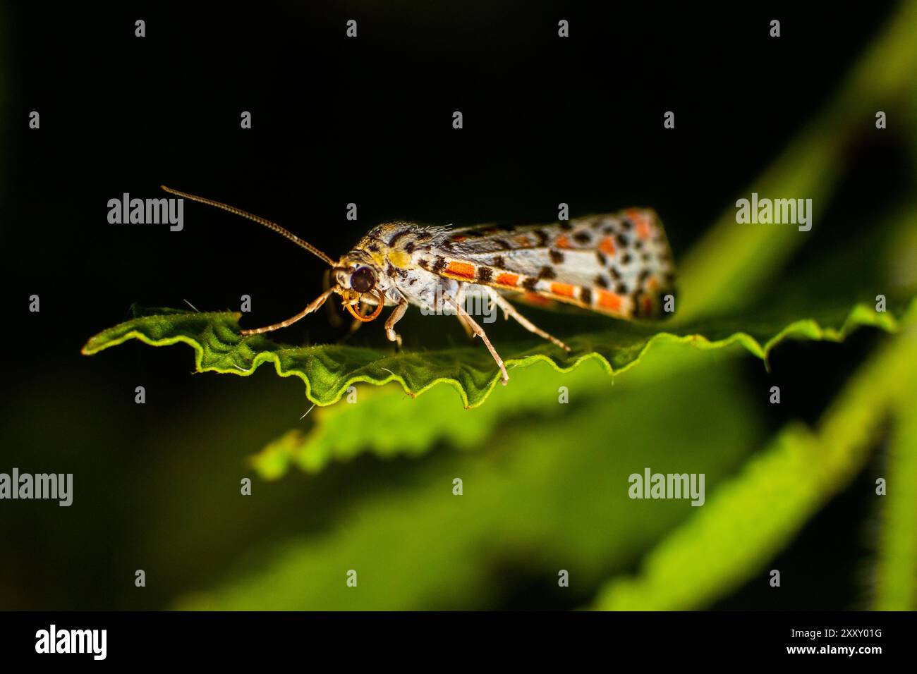 Makrofoto von kleinen Insekten im Detail. Nahaufnahme von farbenfrohen Motten auf den Blättern. Makrofoto von Utetheisa pulchella oder Crimson-spe Stockfoto