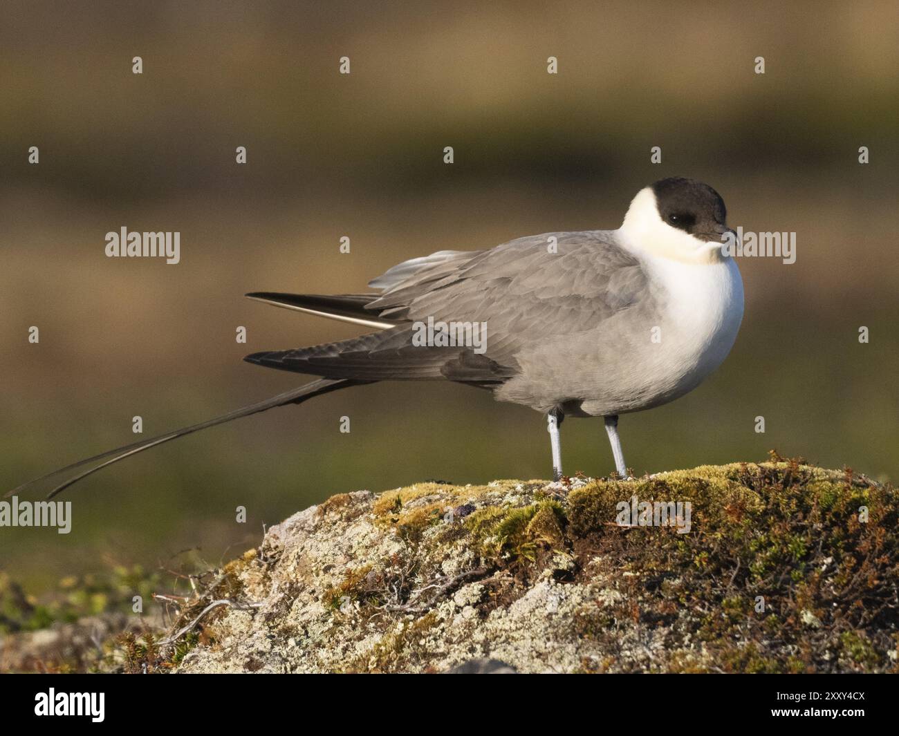 Langer, schwanziger Skua (Stercorarius longicaudus), auf einem moosigen Hügel, in der Tundra May, Varanger National Park, Varanger Fjord, Norwegen, Europa Stockfoto