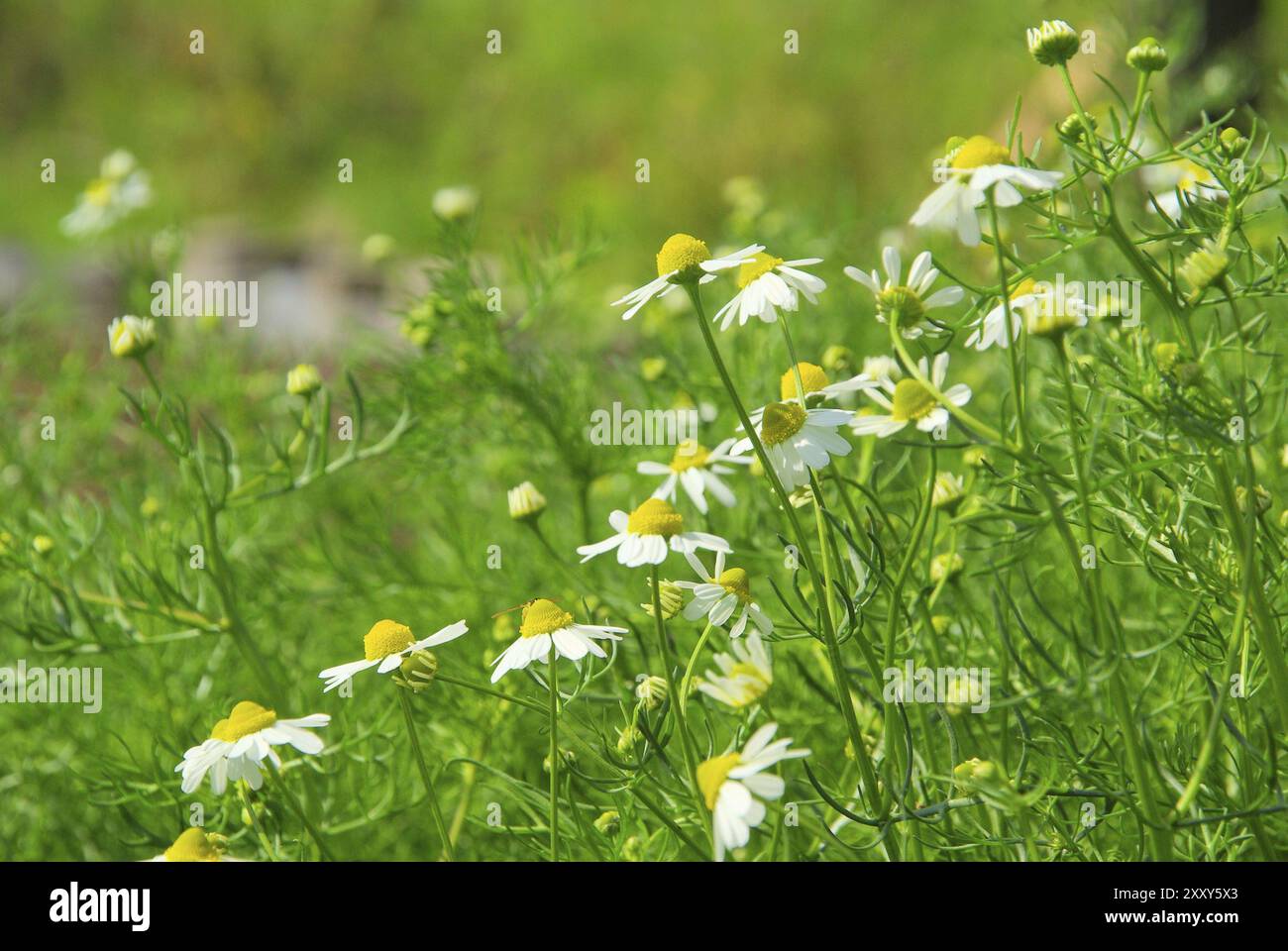 Kamille, Kamille Stockfoto