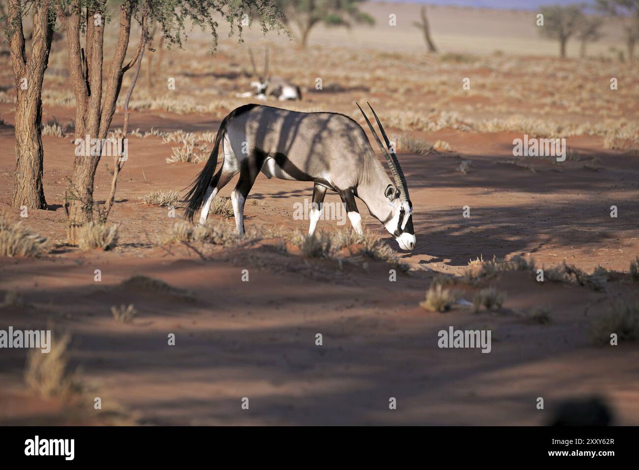 Oryx-Antilopen im Namib-Naukluft-Park in Namibia Stockfoto