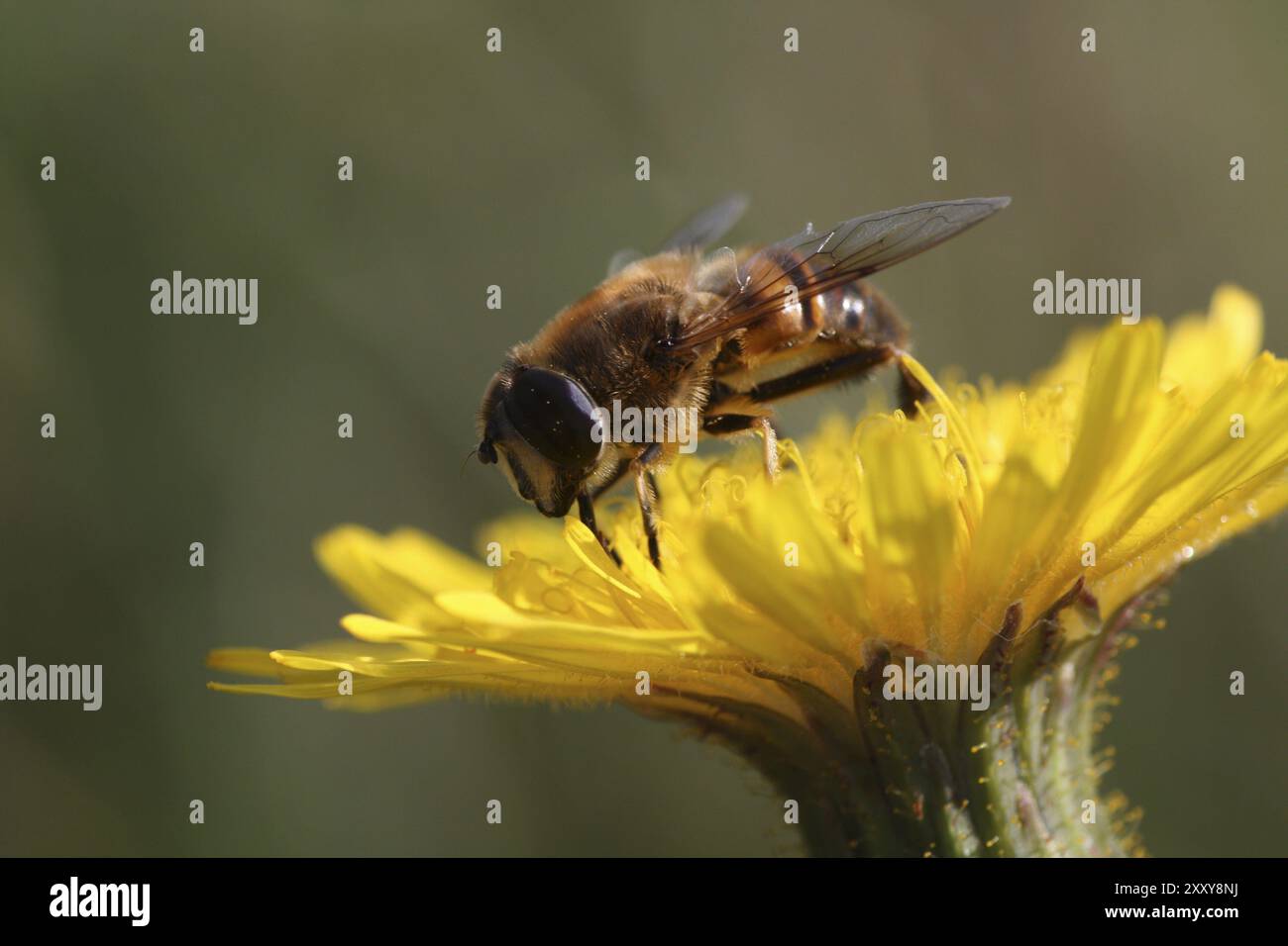 Fliegen Sie mit Pippau Stockfoto