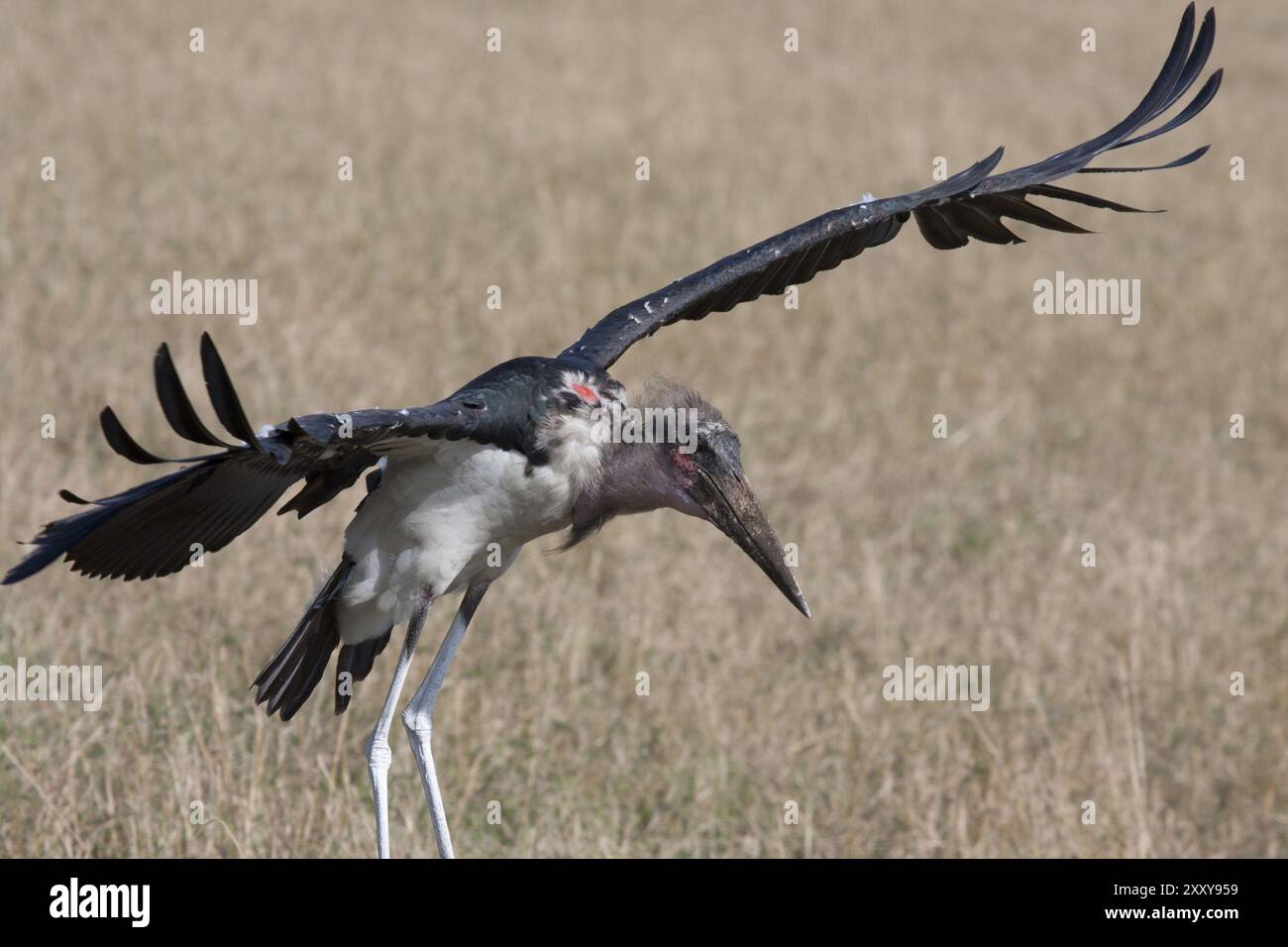 Marabou-Landung Stockfoto