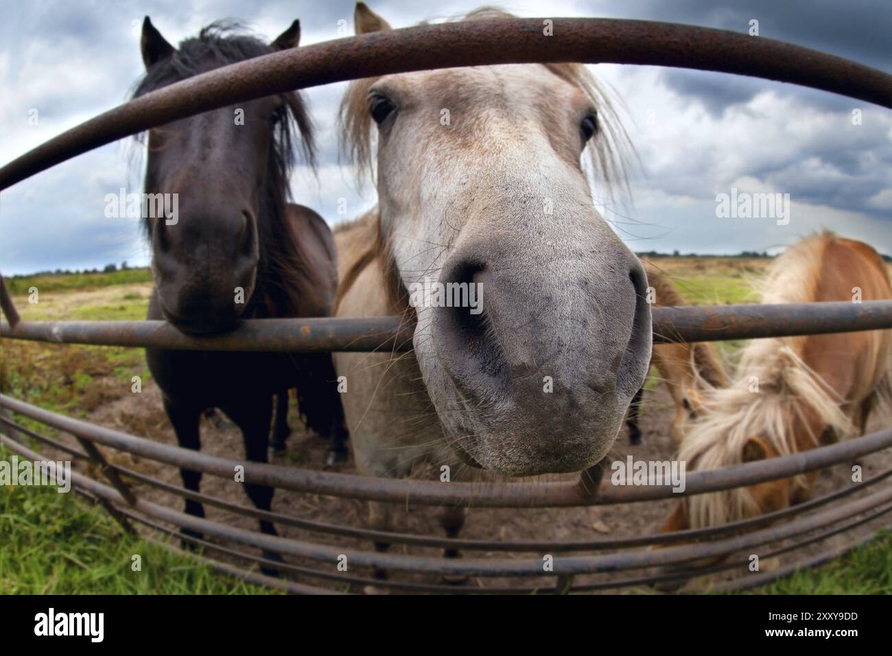 Lustiges Pony hinter Zaun, Nahaufnahme mit Fischaugenlinse Stockfoto