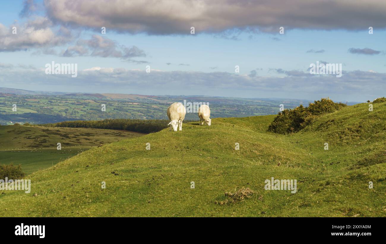 Blick über die Landschaft der Brecon Beacons National Park, vom Evangelium Pass, Powys, Wales, UK gesehen Stockfoto