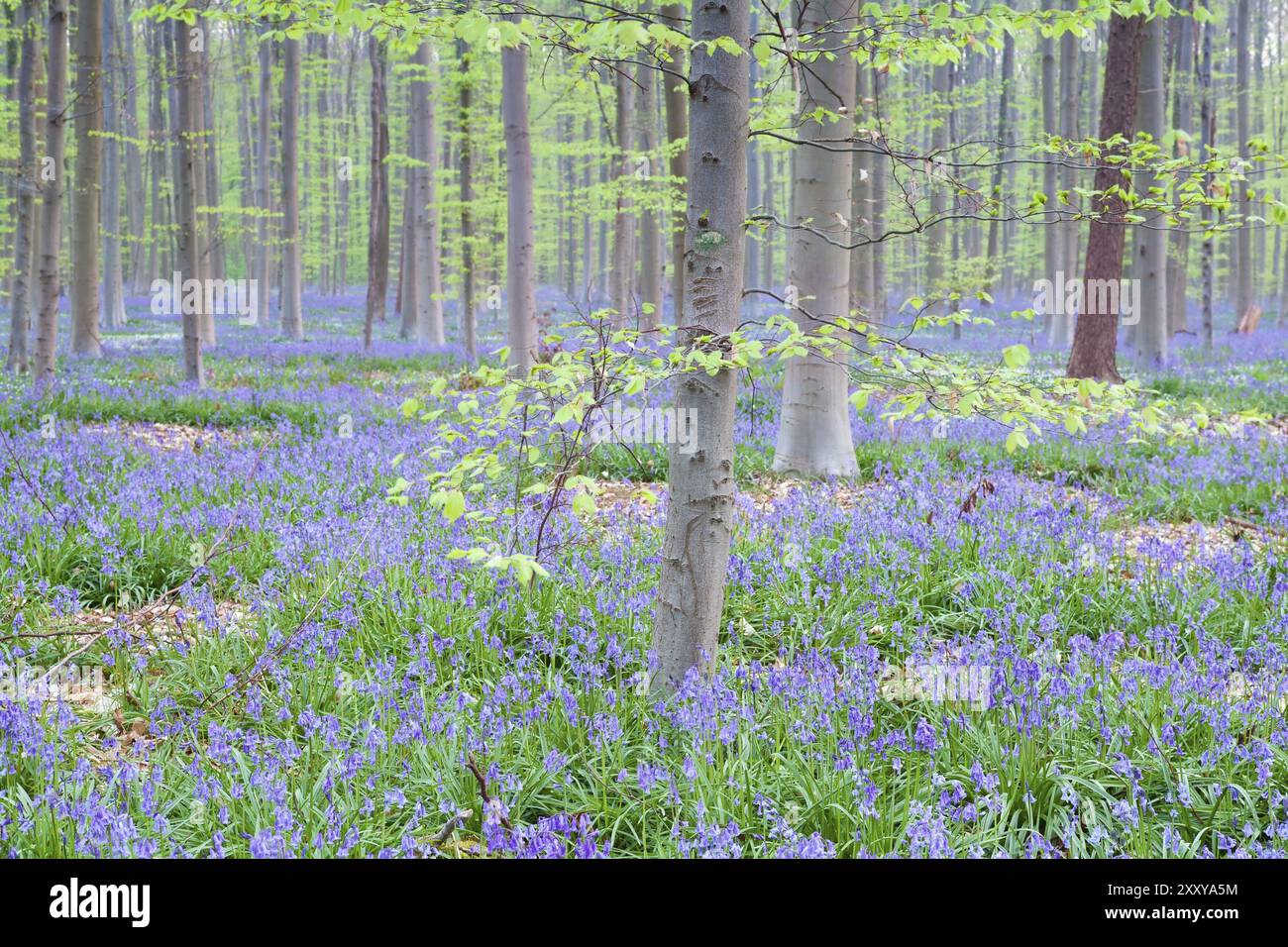 Blühende Glockenblumen im Buchenwald, Halle Wald, Belgien, Europa Stockfoto