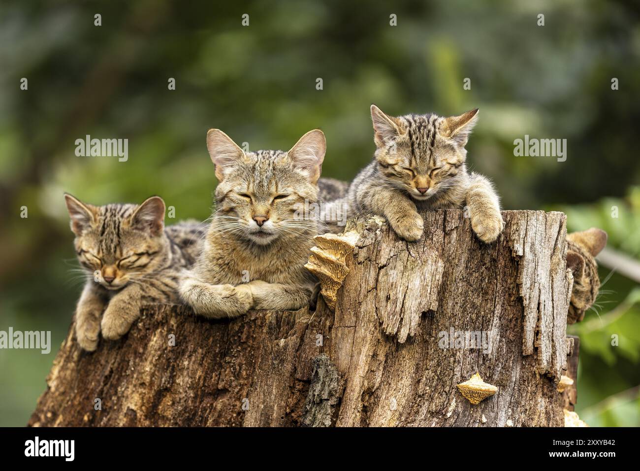 Vier Katzen schlafen auf einem Baumstamm in der Natur, Ruhe und Ruhe strahlt aus, Wildkatze (Felis silvestris), Kätzchen, Deutschland, Europa Stockfoto