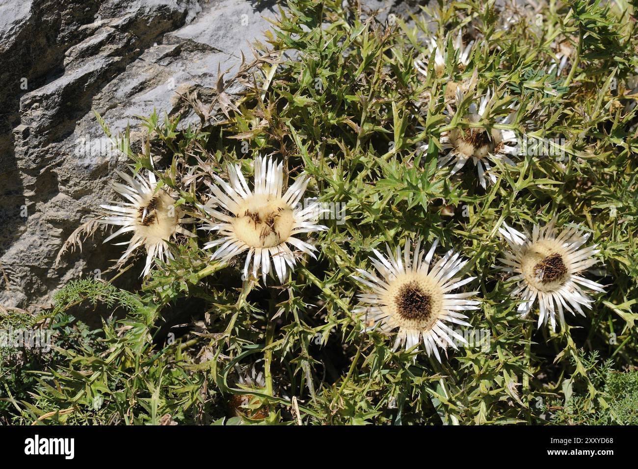 Carlinendistel Botanic Carlina acaulis Silberdisteln in den französischen Alpen. Botanische Disteln in den französischen Alpen Stockfoto