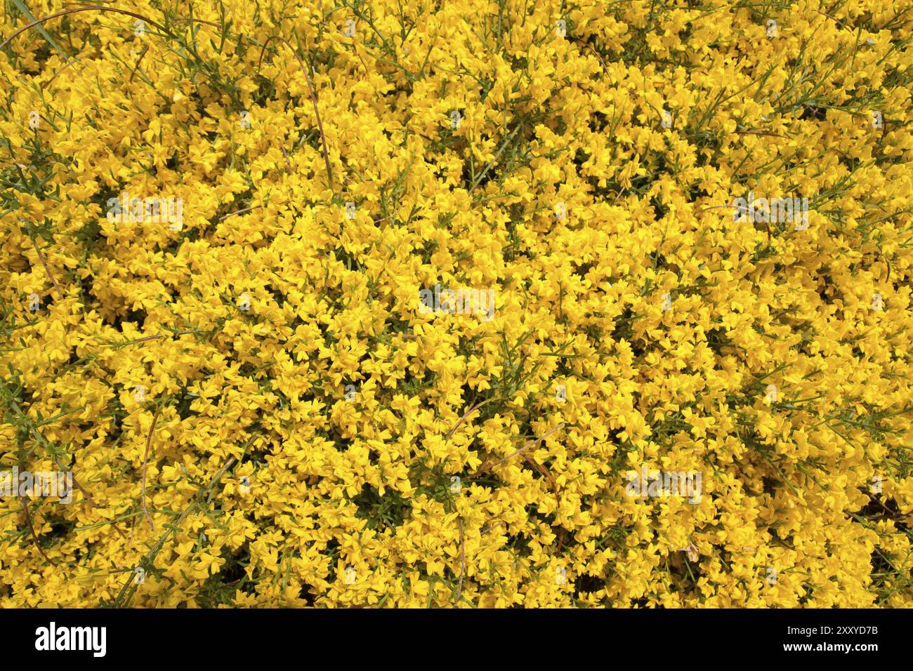 Ginster, Sandginster (Genista) Stockfoto