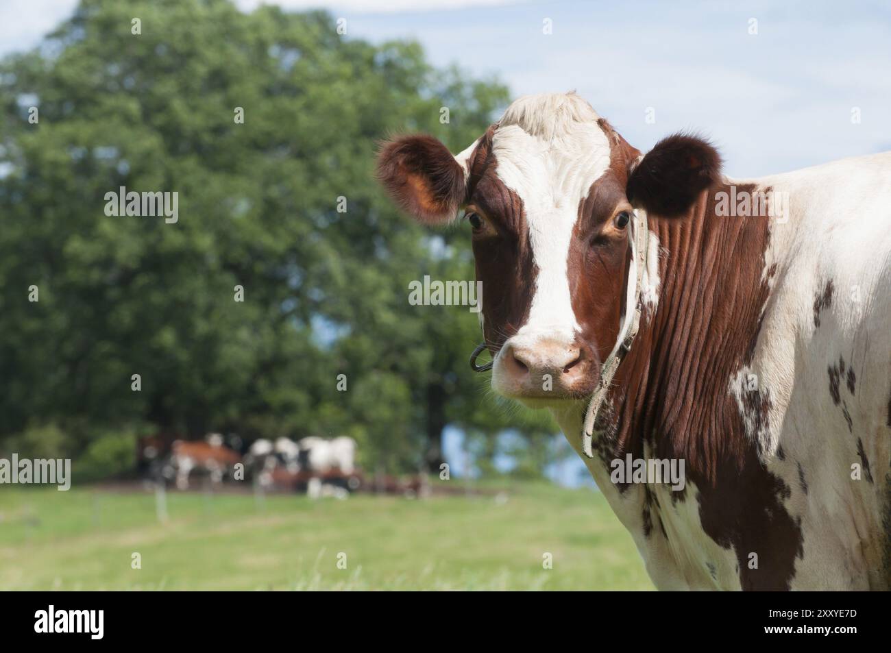 Eine Kuh schaut den Zuschauer aufmerksam an. Im Hintergrund, unter einem Baum, andere Kühe in der Herde. Eine Kuh schaut ihre Zuschauer genau an. Im Hintergrund Stockfoto