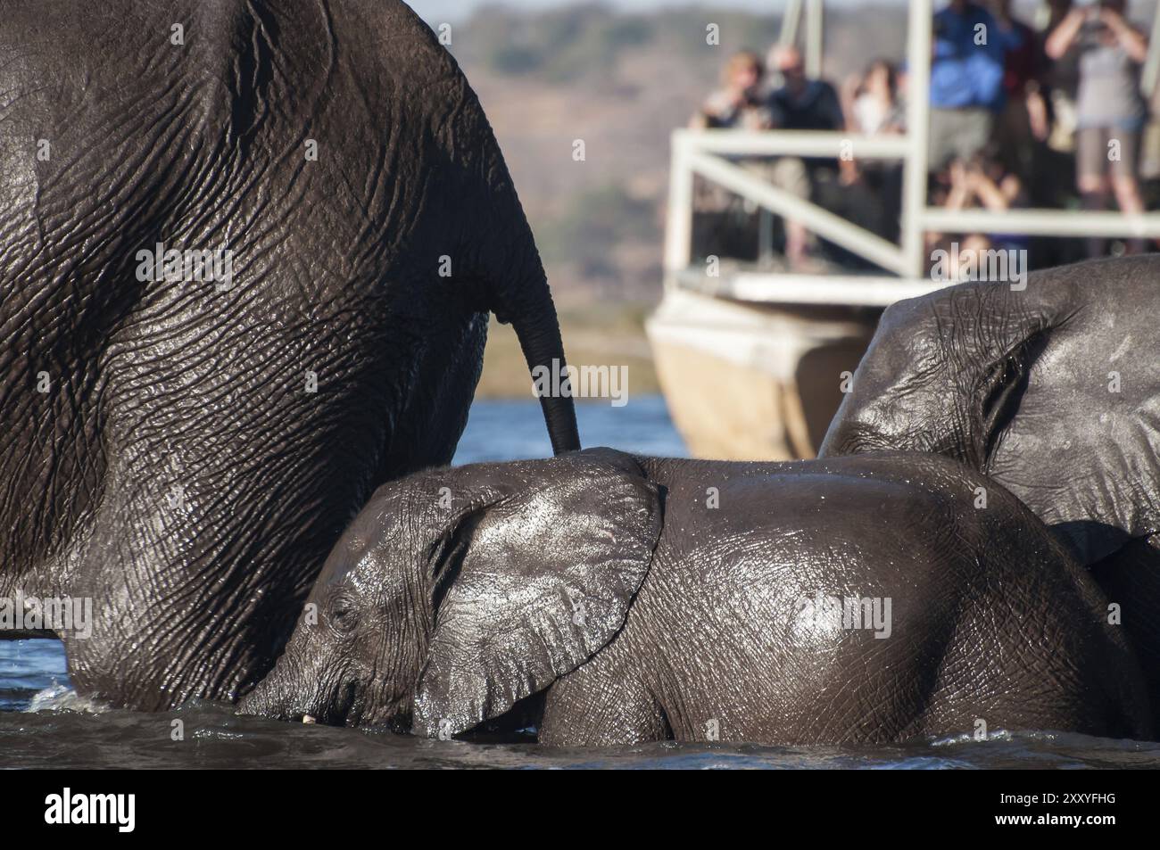 Drei Elefanten überqueren den Chobe River von Sidudu Island zum Hauptland auf der Seite Botswanas. Sie sind von Kopf bis Fuß durchnässt, während die Tourneen vorbeischauen Stockfoto