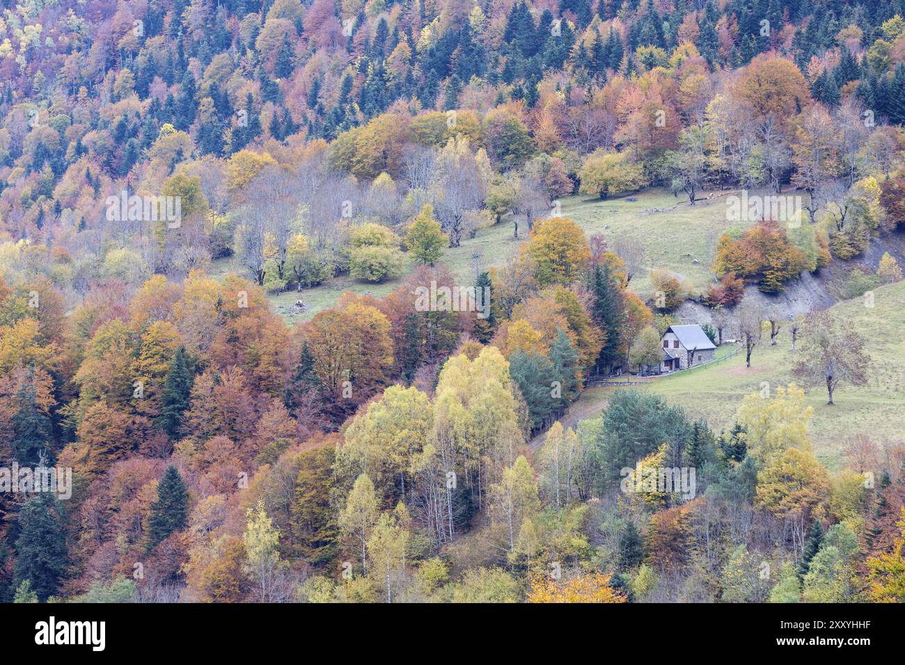 Boseque otonal, valle de Artiga de Lin, valle de Aran, cordillera de los Pirineos, lleida, Katalonien, Spanien, Europa Stockfoto