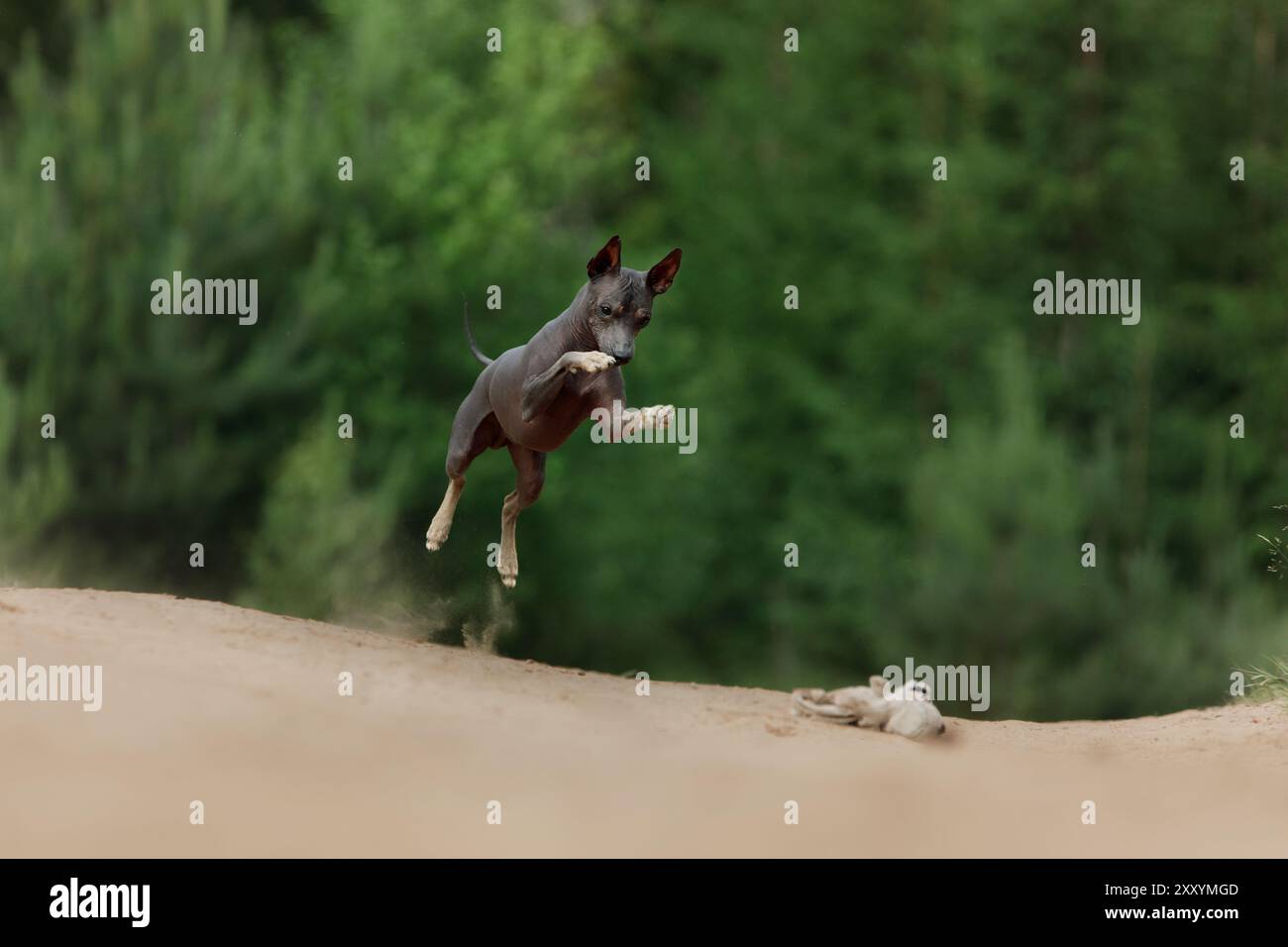 Ein amerikanischer Hairless Terrier springt auf eine Feldstraße, mit allen vier Pfoten vom Boden. Die spielerische Energie des Hundes wird in der ländlichen Landschaft gefangen. Stockfoto