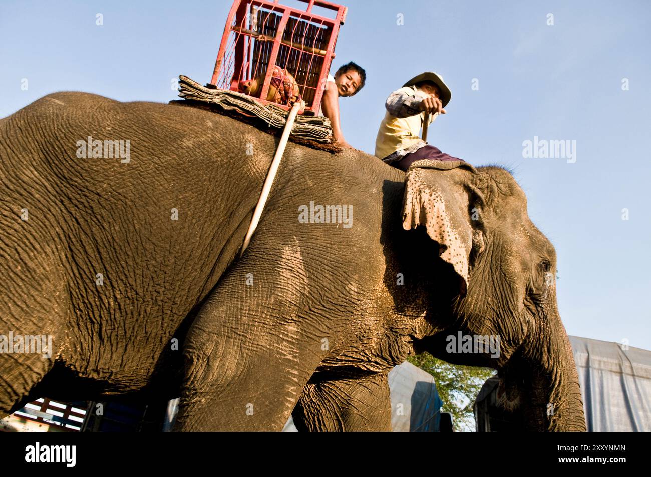 Die bunte Elefantenrunde in Surin, Thailand. Stockfoto