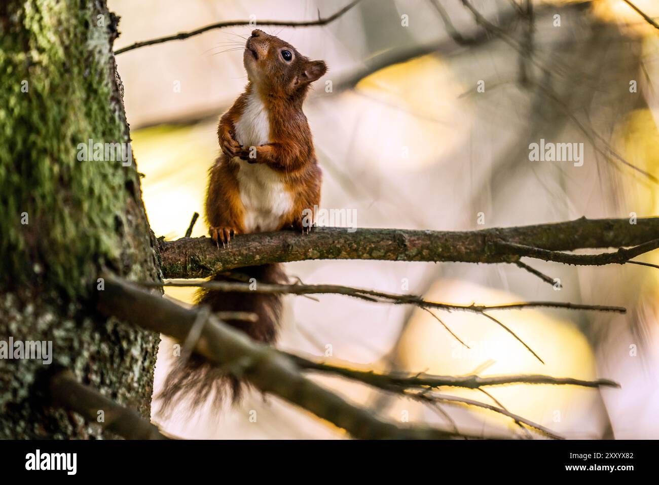 Aktenfoto vom 11/21: Ein rotes Eichhörnchen, das vor dem Winter im Widdale Red Squirrel Reserve im Yorkshire Dales National Park nach Nahrung sucht. Das Vereinigte Königreich läuft Gefahr, sein rechtsverbindliches Ziel zum Schutz der biologischen Vielfalt und der Natur zu verfehlen, so ein Bericht. Großbritannien verpflichtete sich, bis 2030 mindestens 30 % des Landes und des Meeres zu schützen und zu erhalten – ein internationales Ziel, das als 30 x 30 bekannt ist und auf der Konferenz der Vereinten Nationen zur Biodiversität (COP15) im Dezember 2022 in Montreal vereinbart wurde. Ausgabedatum: Dienstag, 27. August 2024. Stockfoto