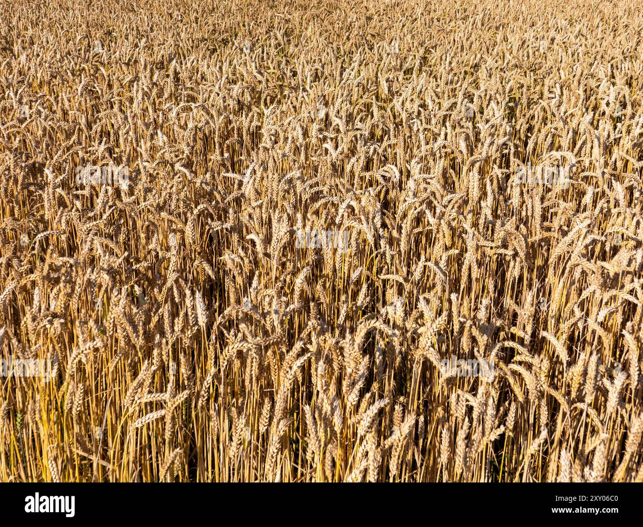 Weizenfeld (Triticum aestivum) bei Siegertsbrunn bei München in Deutschland. Diese Art von Weizen wird auch als Weichweizen, Brotweizen oder Saatweizen bezeichnet Stockfoto