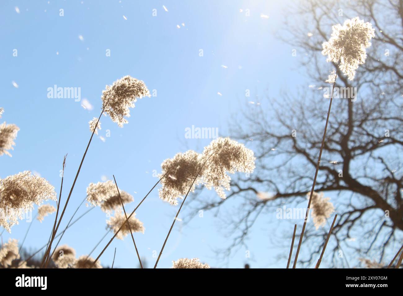 Traumhintergrund mit phragmites australis, blühende Pflanzenart aus der Grasfamilie Poaceae, Monzuno, Italien Stockfoto