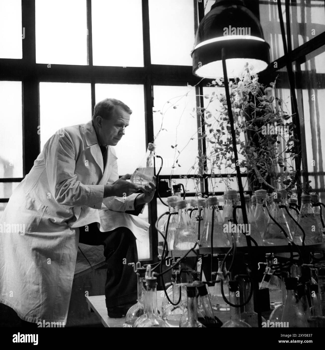 Foto des finnischen Chemikers Artturi Ilmari Virtanen in seinem Labor. Jahr: 1949. Unbekannter Fotograf. Stockfoto