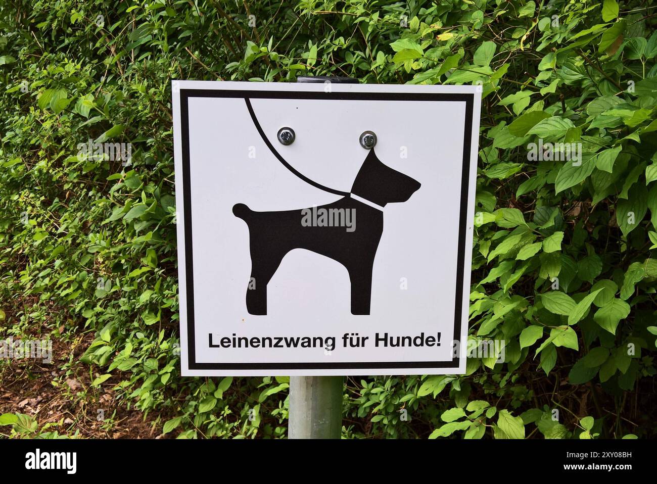 Hunde müssen an die Leine. Leinenzwang - Schild in einem Regensburger Park. Als Anleinpflicht oder Leinenpflicht wird die Pflicht bezeichnet, einen Hund an einer reissfesten und ausreichend kurz, allgemein einer geeigneten Leine zu führen. *** Hunde müssen an einer Bleileine gehalten werden in einem Regensburger Park Eine Leine ist zum einen die Pflicht, einen Hund an einer reißfesten und ausreichend kurzen, allgemein geeigneten Leine zu halten, diese c Stockfoto