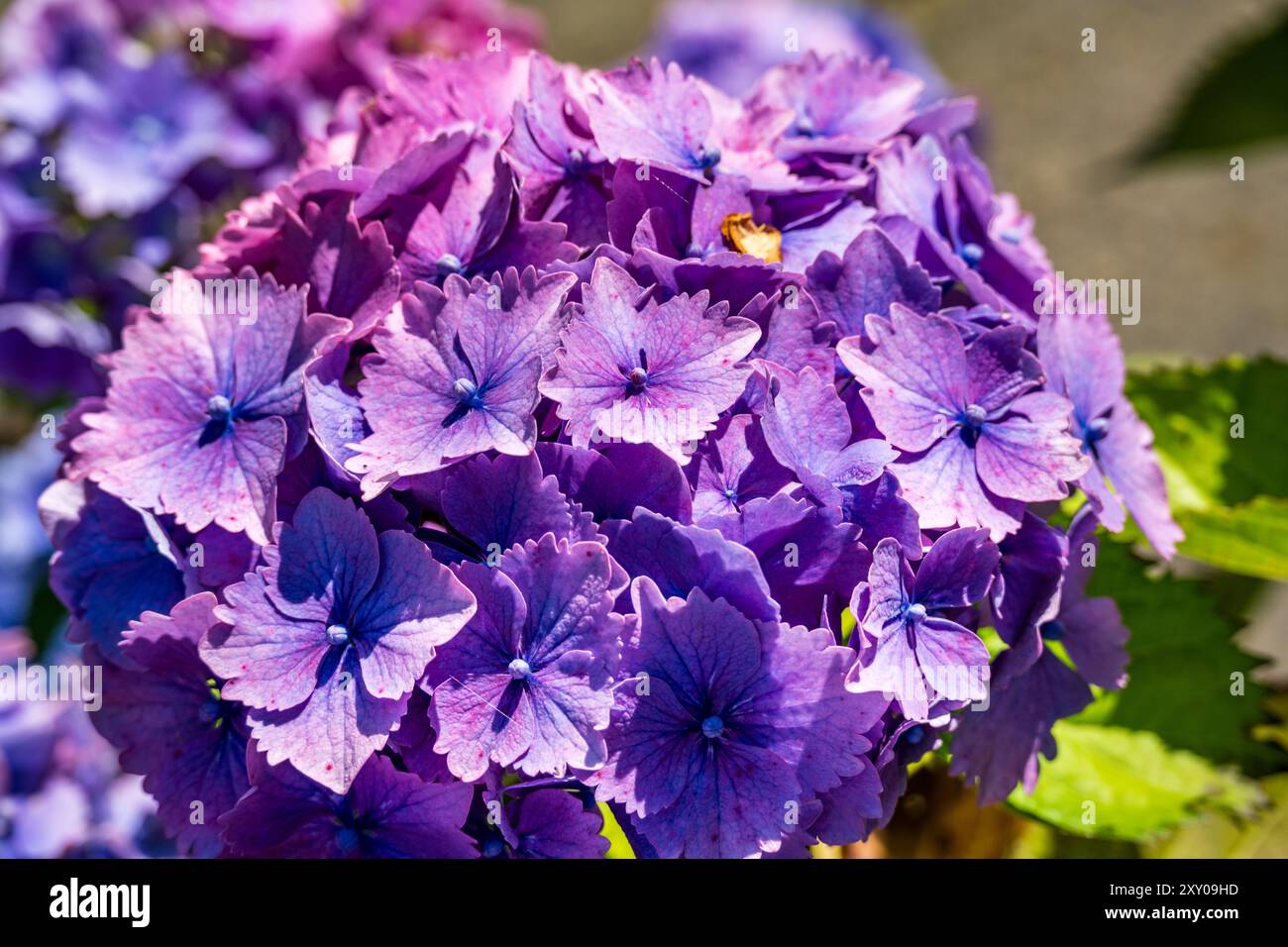 Fliederblaue Hortensie-Pflanzen sind sommerblühende Sträucher, die schwer zu schlagen sind. Hortensien sind leicht zu züchten, weisen ein attraktives Laub auf und können sogar gezüchtet werden Stockfoto