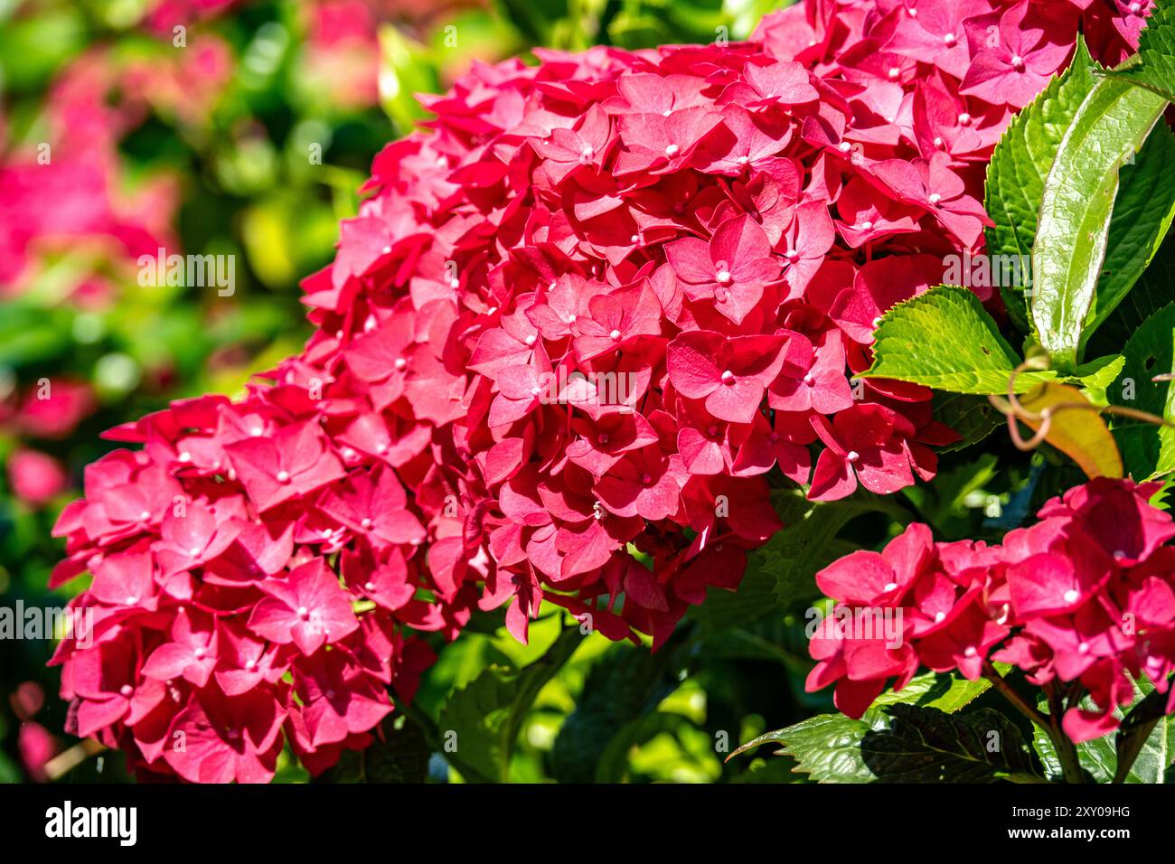 Die dunkelrosa Hortensie sind im Sommer blühende Sträucher, die schwer zu schlagen sind. Hortensien sind leicht zu züchten, weisen ein attraktives Laub auf und können sogar verkümmern Stockfoto