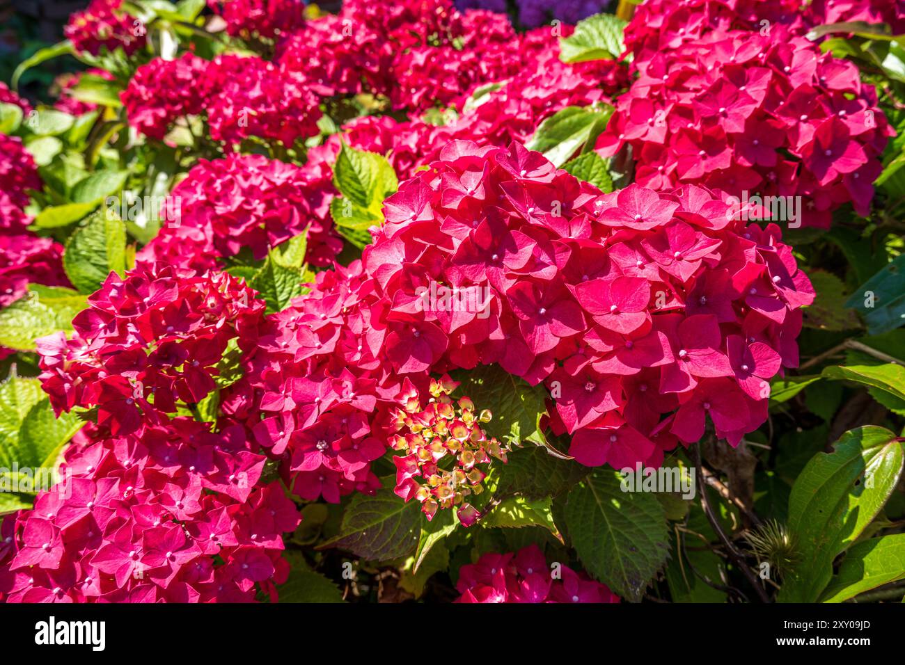 Die dunkelrosa Hortensie sind im Sommer blühende Sträucher, die schwer zu schlagen sind. Hortensien sind leicht zu züchten, weisen ein attraktives Laub auf und können sogar verkümmern Stockfoto