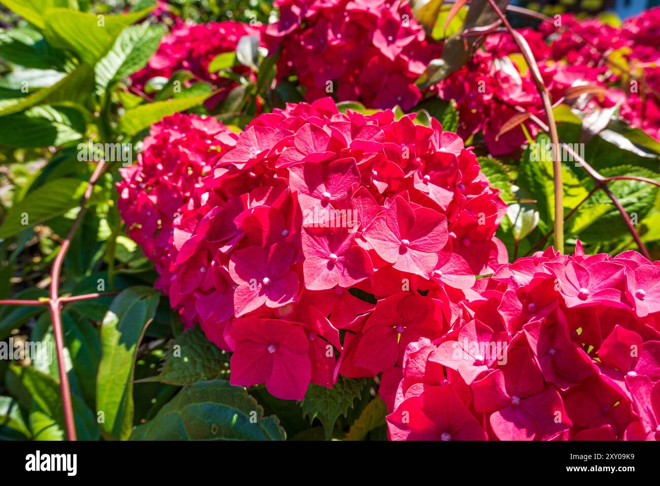 Die dunkelrosa Hortensie sind im Sommer blühende Sträucher, die schwer zu schlagen sind. Hortensien sind leicht zu züchten, weisen ein attraktives Laub auf und können sogar verkümmern Stockfoto