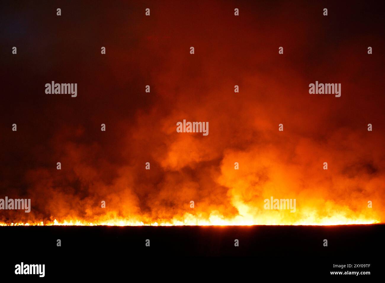 Waldfeuer, Feuersteiger, Corse, Frankreich Stockfoto