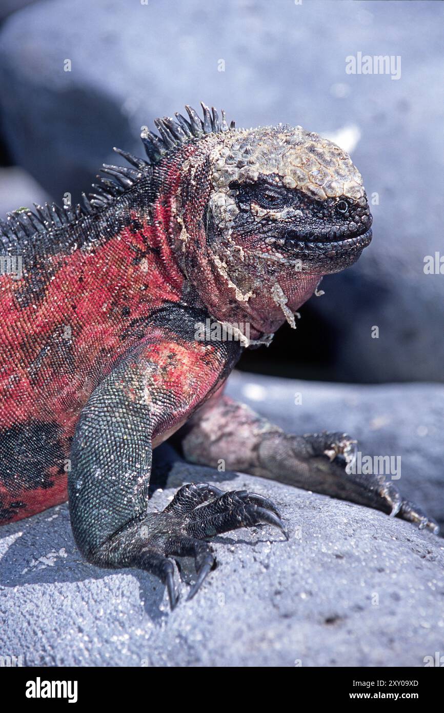 Meerleguan (Amblyrhynchus cristatus), Galapagos, Achipelago, Ecuador Stockfoto