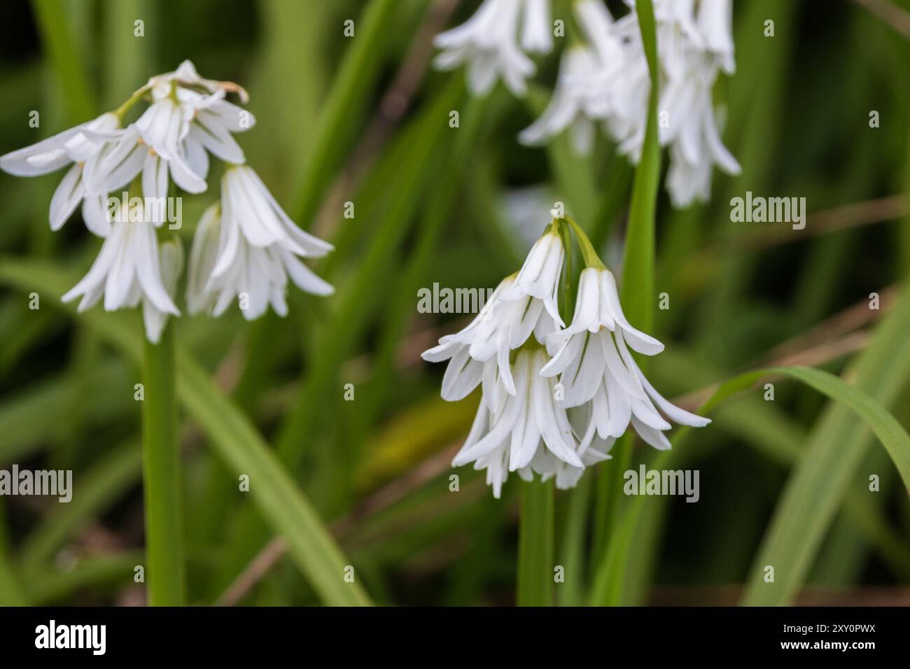 Mehrere Blumenköpfe des dreieckigen Knoblauchs, Allium triquetrum. Stockfoto