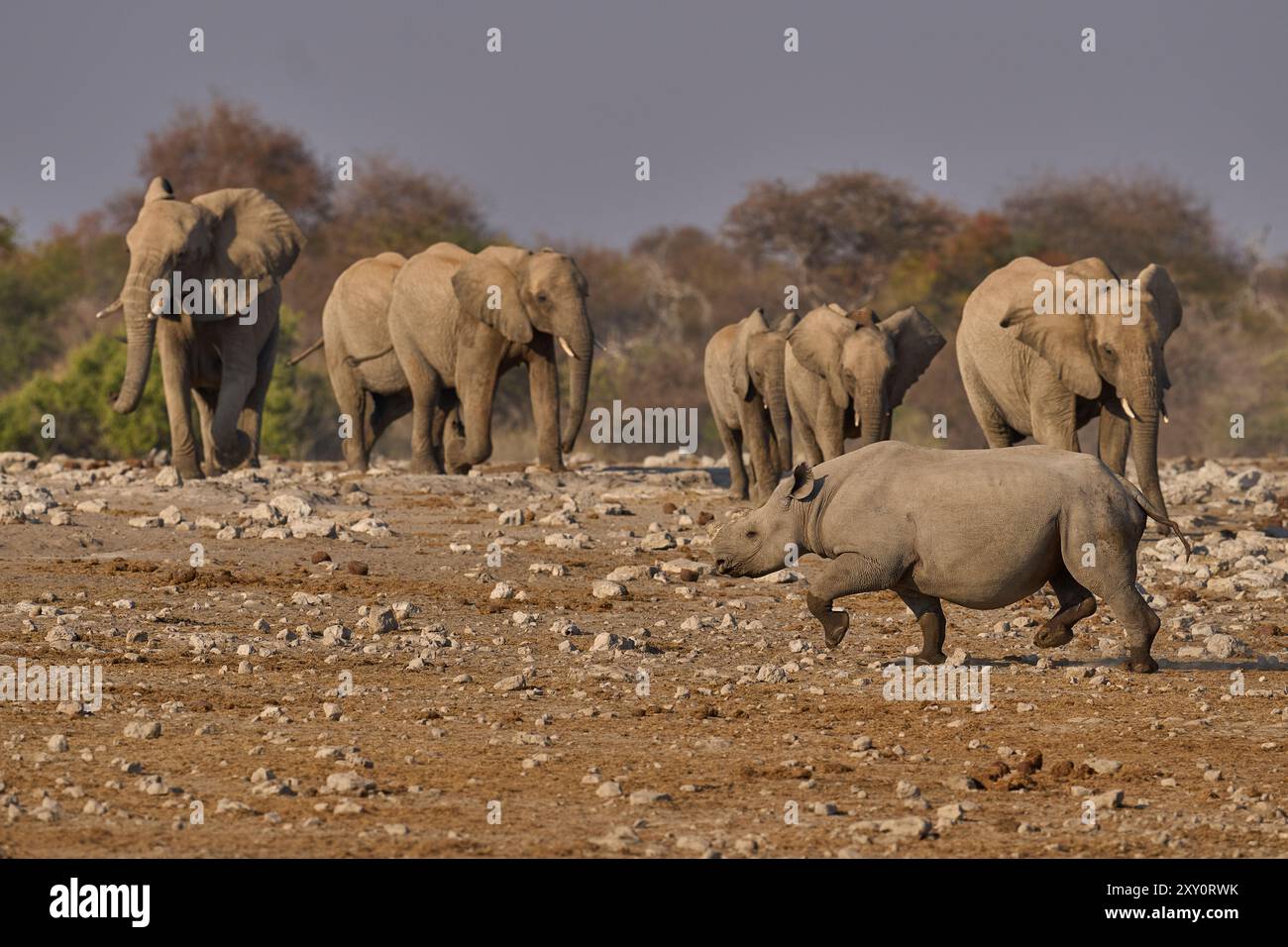 Das Schwarze Nashorn (Diceros bicornis) macht Platz zu einer Herde afrikanischer Elefanten (Loxodonta africana), die sich einem Wasserloch im Etosha-Nationalpark nähert Stockfoto